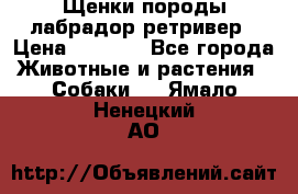 Щенки породы лабрадор ретривер › Цена ­ 8 000 - Все города Животные и растения » Собаки   . Ямало-Ненецкий АО